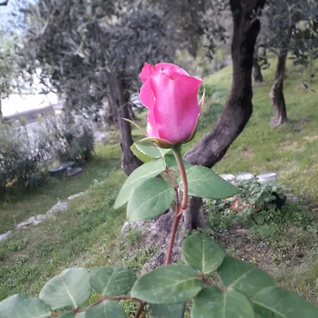 Immersa In Natura *